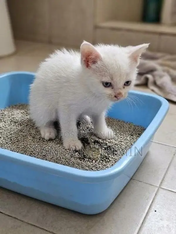 Persian Cat