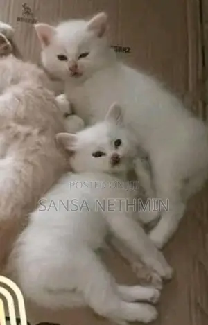 Persian Cat