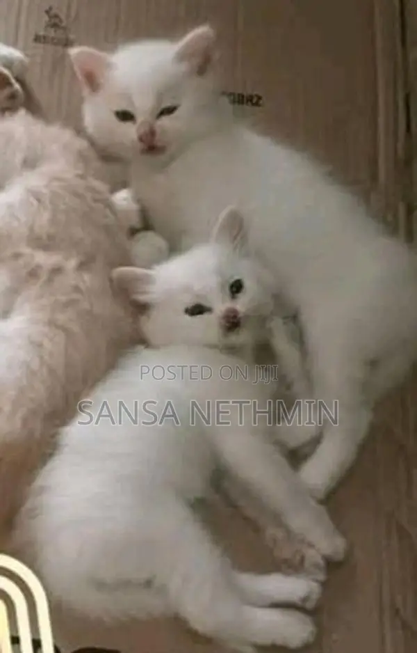 Persian Cat