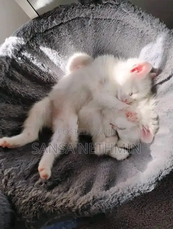 Persian Cat