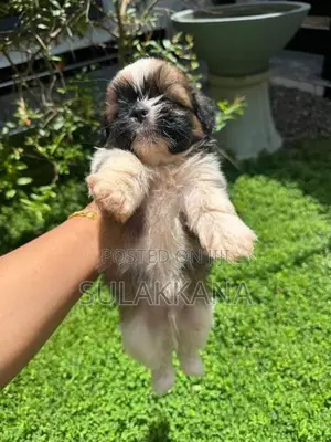 Shih Tzu Puppies