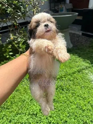 Shih Tzu Puppies