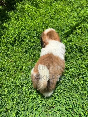 Shih Tzu Puppies