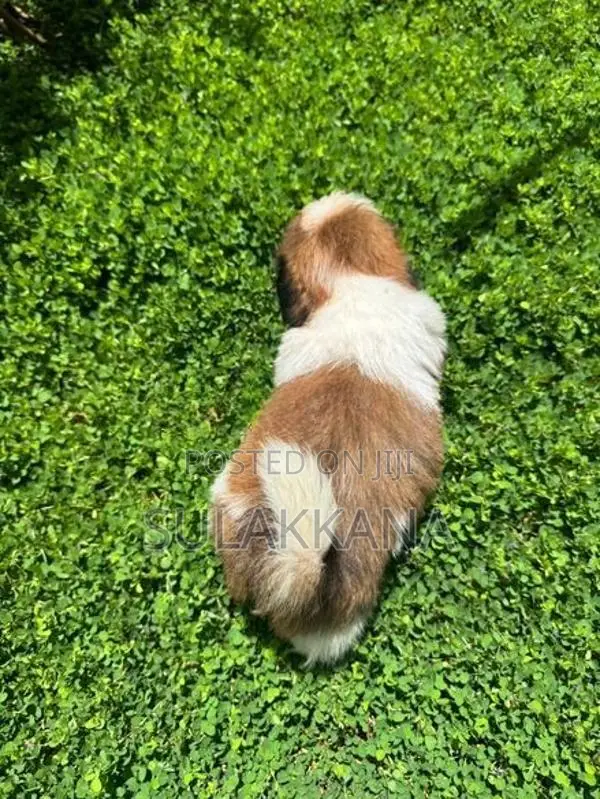 Shih Tzu Puppies
