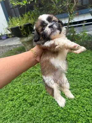 Shih Tzu Puppies