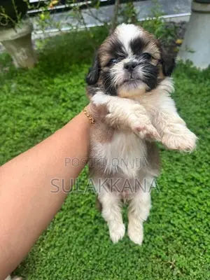 Shih Tzu Puppies