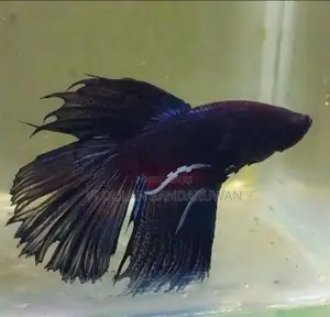 Fighter Fish