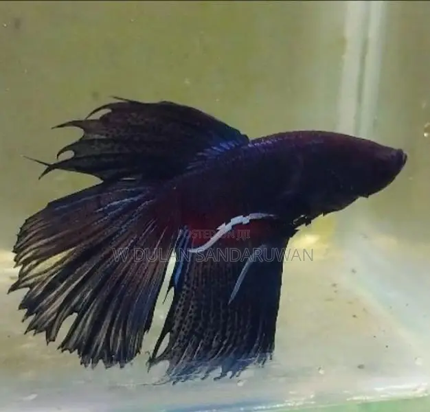 Fighter Fish