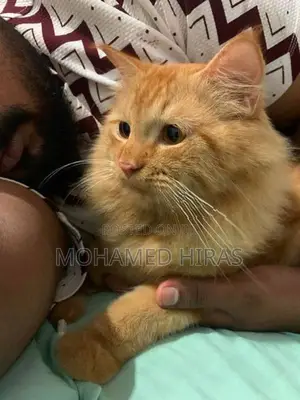 Persian Cat