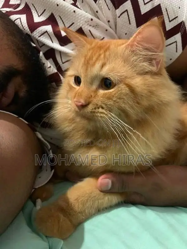 Persian Cat
