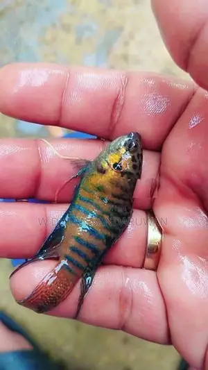 Fighter Fish