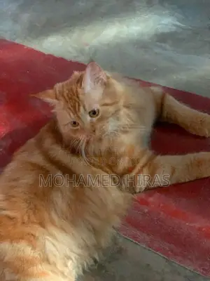 Persian Cat