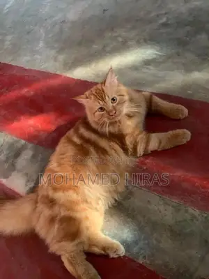 Persian Cat