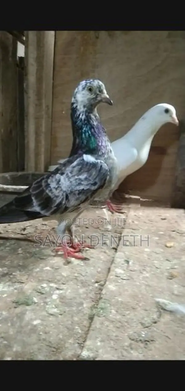 Timing Pigeon