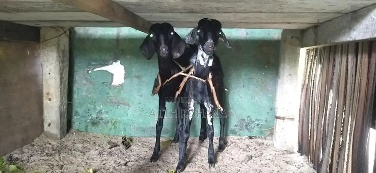 Goats