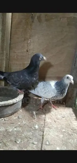 Timing Pigeon