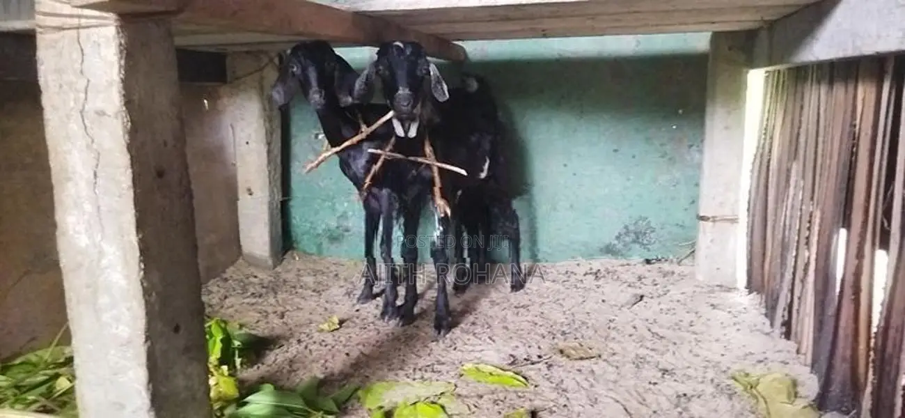 Goats