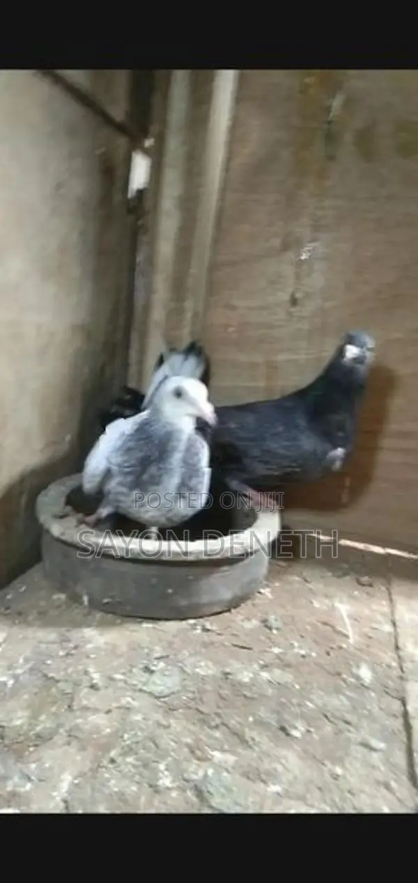 Timing Pigeon