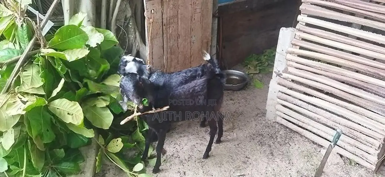 Goats