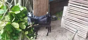 Goats