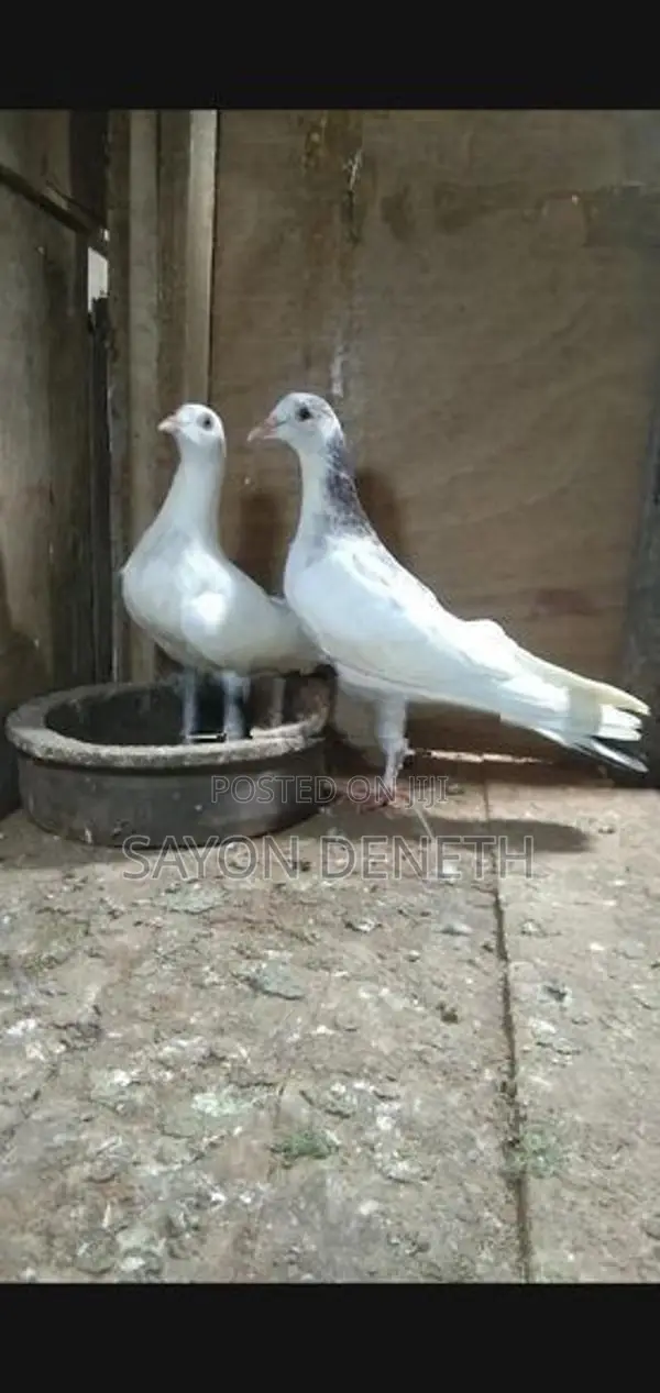 Timing Pigeon