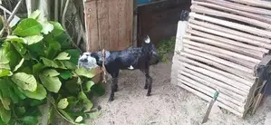 Goats