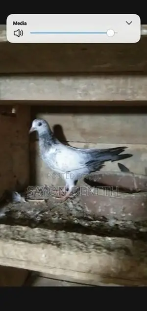 Timing Pigeon