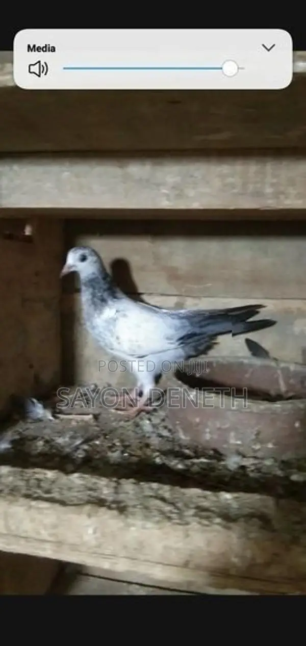 Timing Pigeon