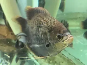 Red Fin Gurami