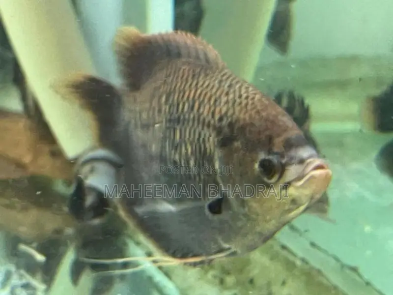 Red Fin Gurami