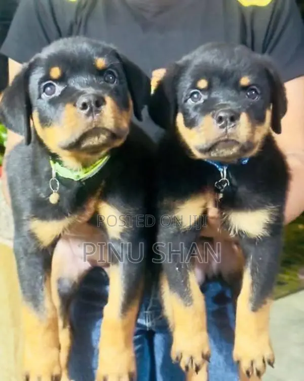 Rottweiler Puppies
