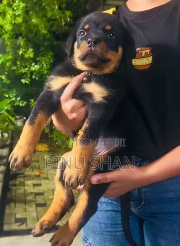 Rottweiler Puppies