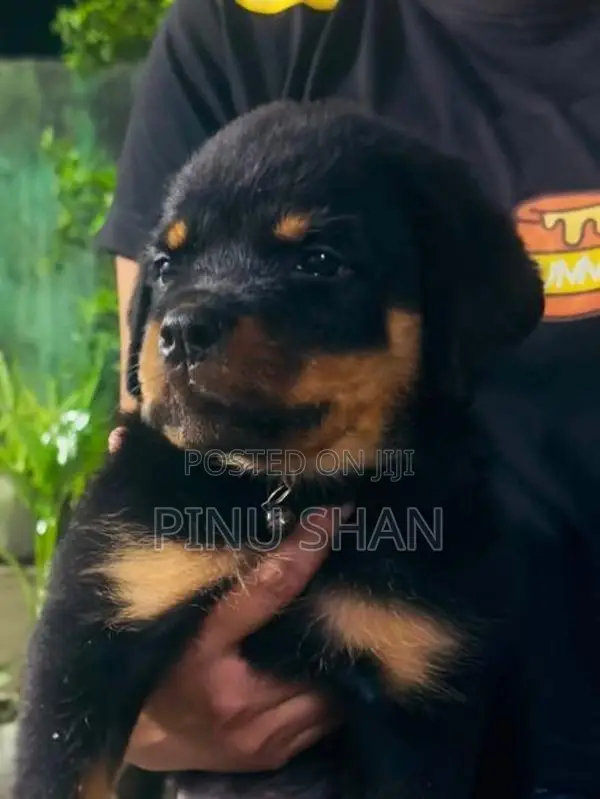 Rottweiler Puppies