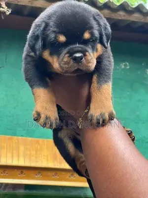 Rottweiler Import Crossing Puppy