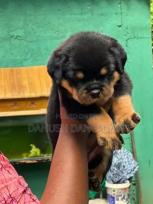Rottweiler Import Crossing Puppy