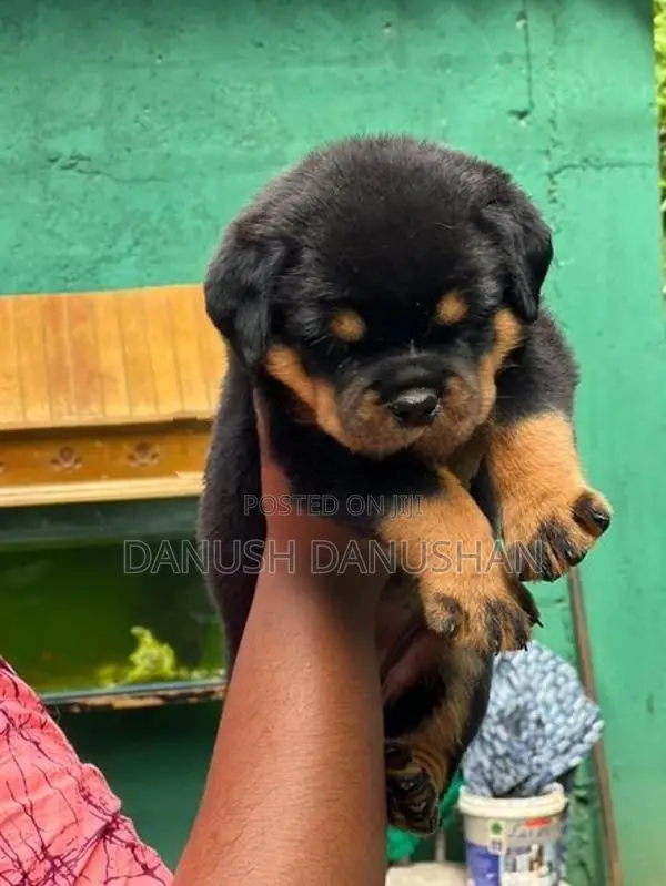 Rottweiler Import Crossing Puppy