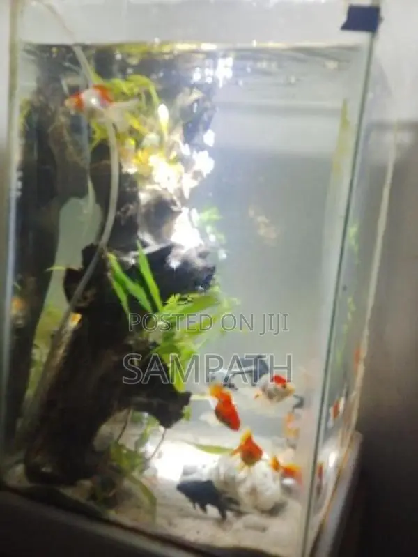 Fish Tank