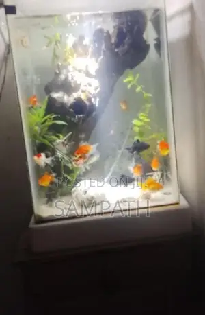 Fish Tank