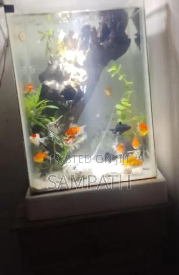 Fish Tank
