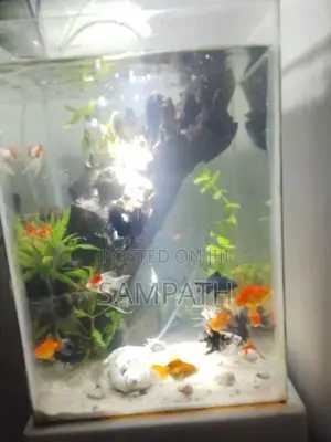 Fish Tank