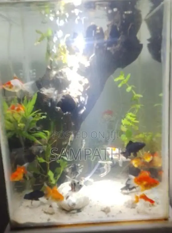 Fish Tank