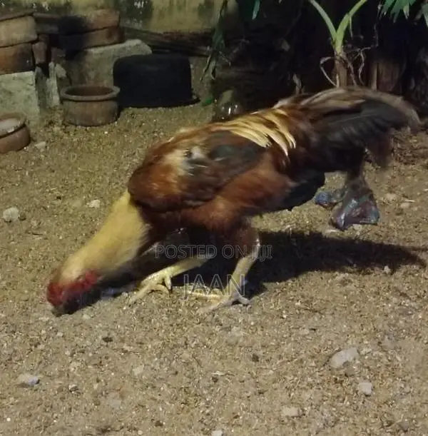 Rooster