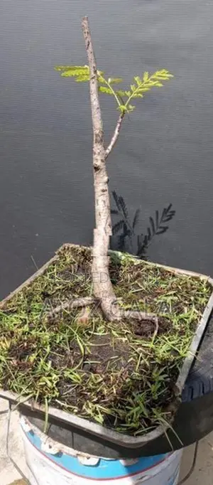 Bonsai Trees