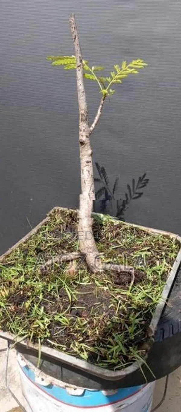 Bonsai Trees