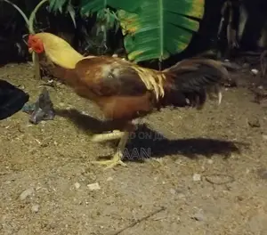 Rooster