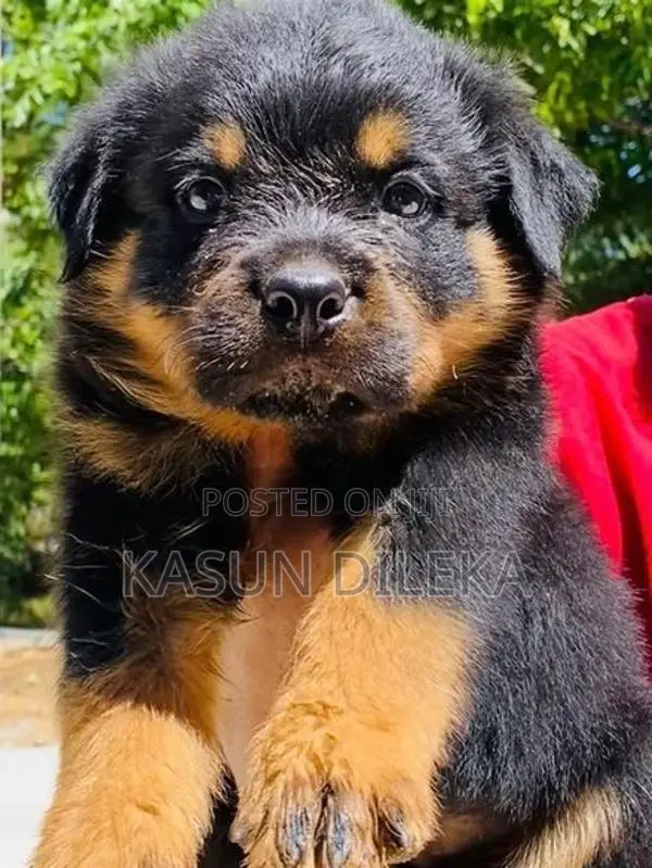 Rottweiler Puppy