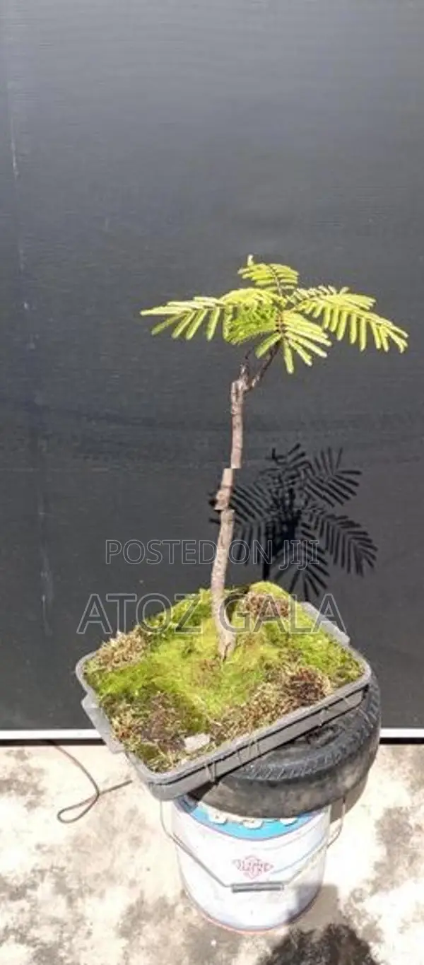 Bonsai Trees