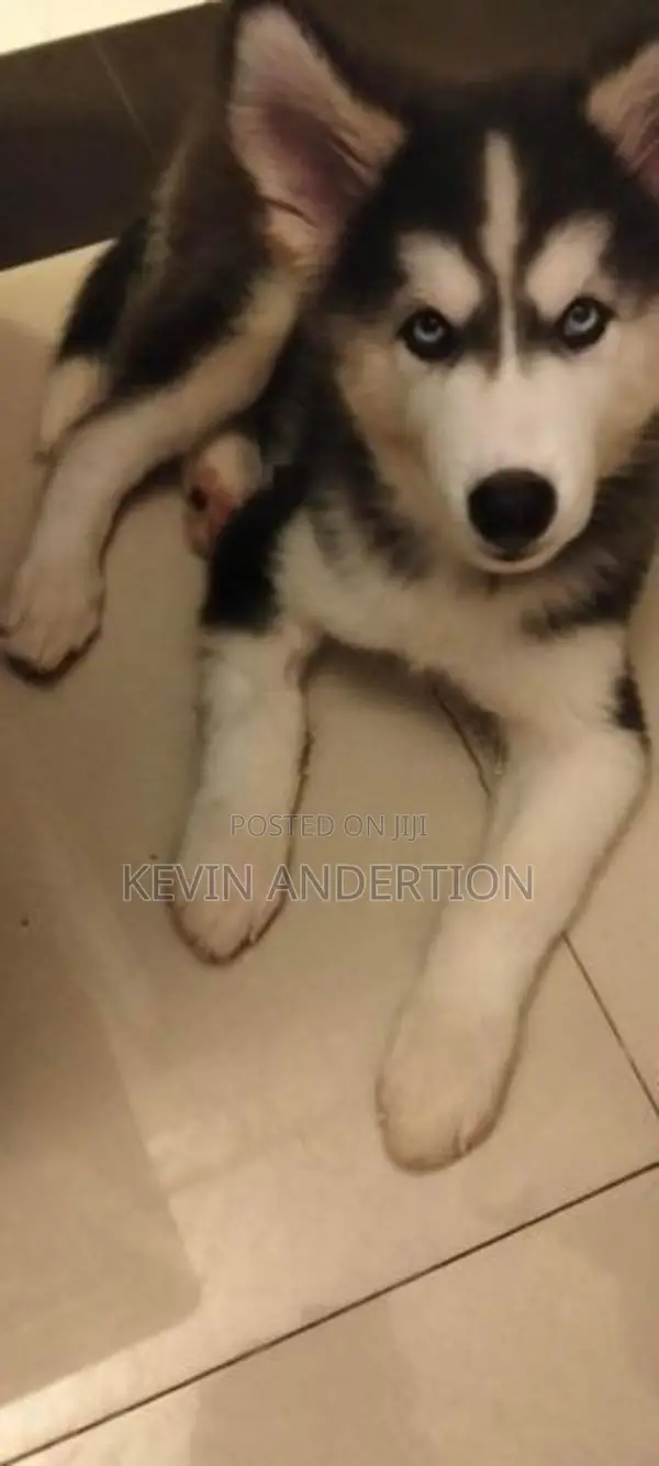 Husky Puppies