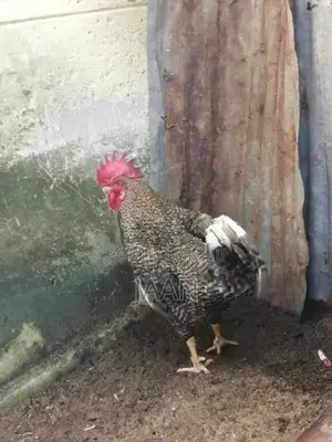 Rooster