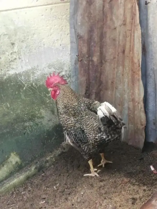 Rooster